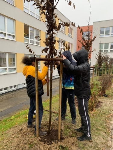Sázení stromků v areálu školy f05