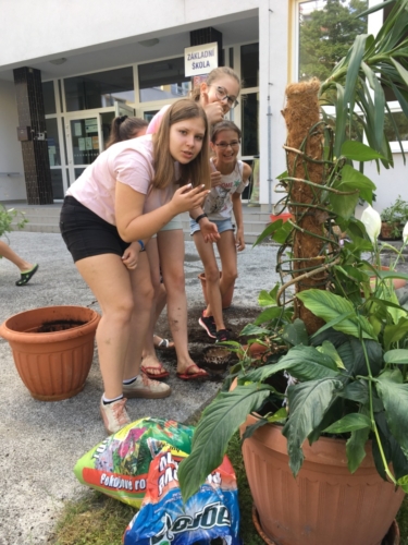 Žáci přesazovali pokojové rostliny f02