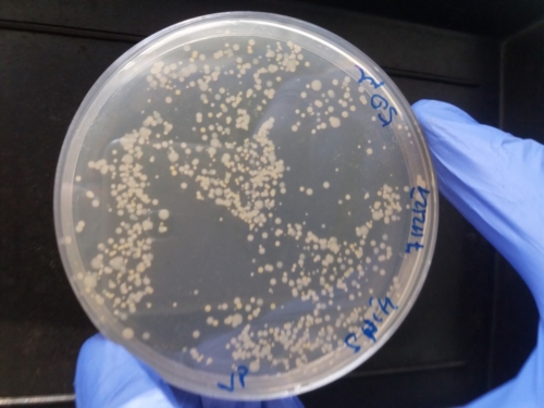 Zkoumali jsme svět bakterií f05